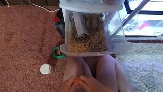 PET MORNING AND NIGHT ROUTINE! | Reptiles and Fish