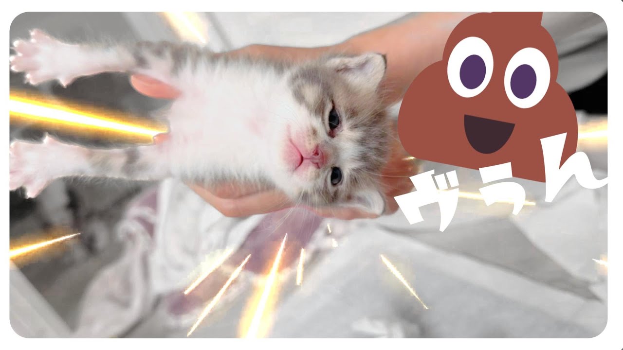 ヴヴヴぅうう~んん~子猫のはじめてのうんちは突然に【保護猫生活5日目】 - YouTube