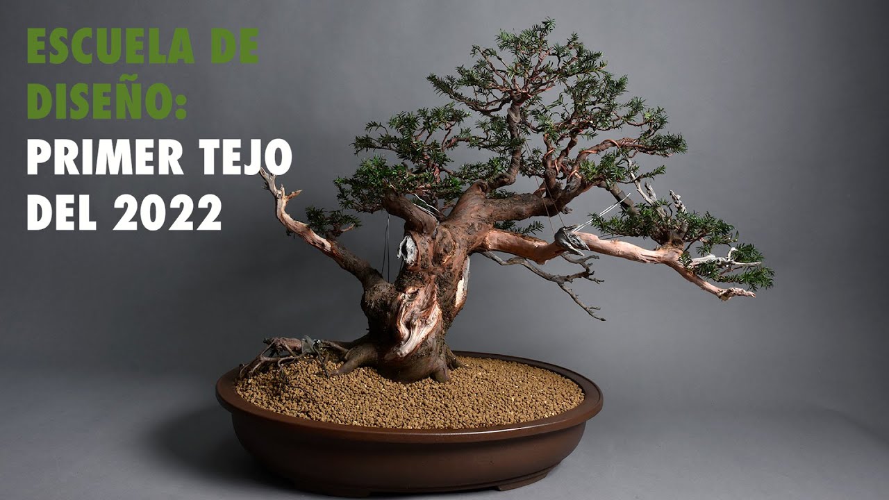 Primer Tejo del 2022