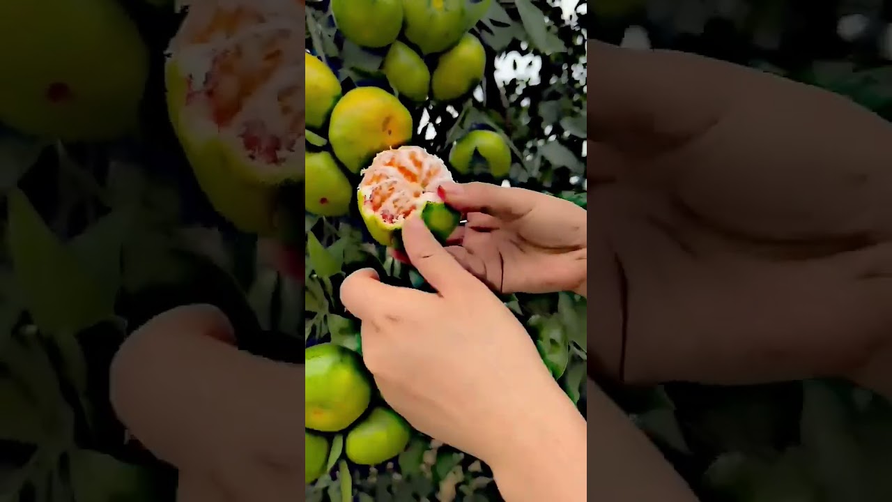 Hybrid varieties of orange trees have produced massive fields.. 