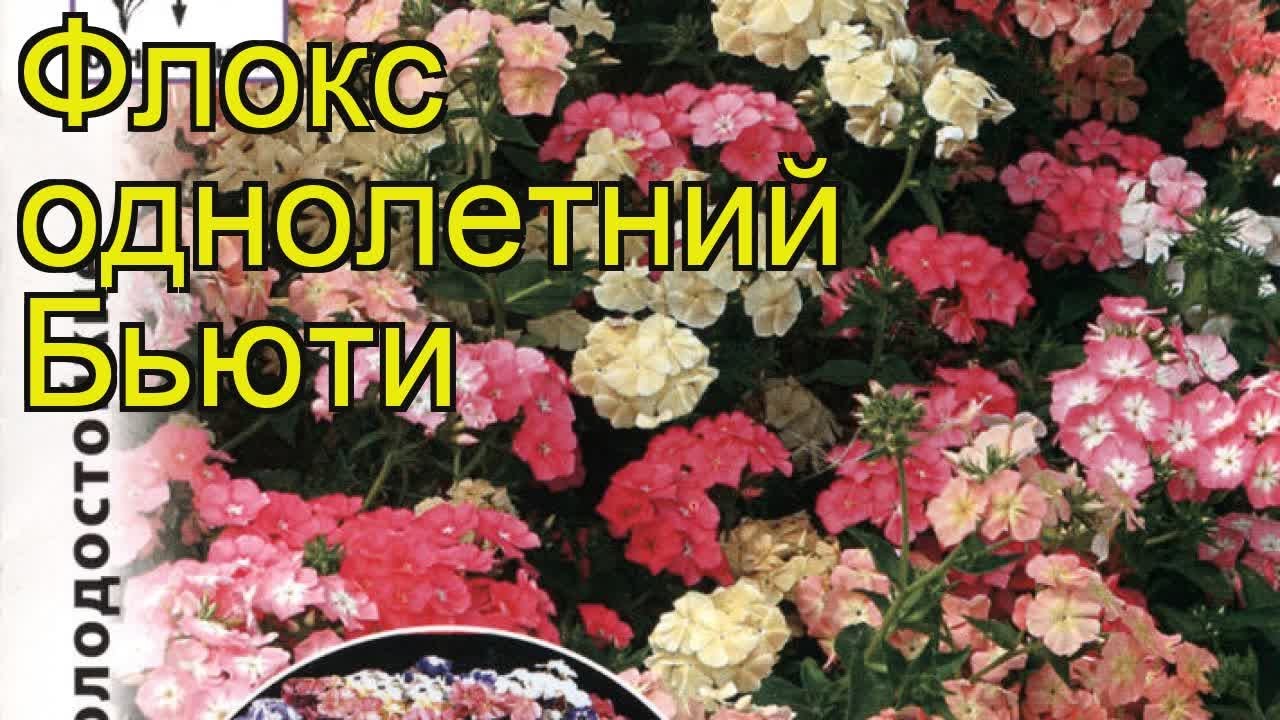 Флокс обыкновенный Бьюти. Краткий обзор, описание характеристик phlox drummondii Beauty