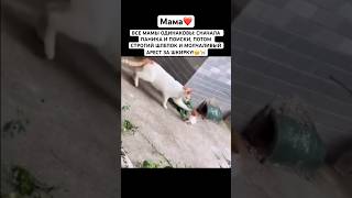 ВСЕ МАМЫ НА СВЕТЕ, КОГДА ТЫ СБЕЖАЛ ИЗ ДОМА! #РЕЖИММАМЫ #ВСЕМАМЫОДИНАКОВЫ #КОШКИМЫШКИ #МЕМДНЯ #рек