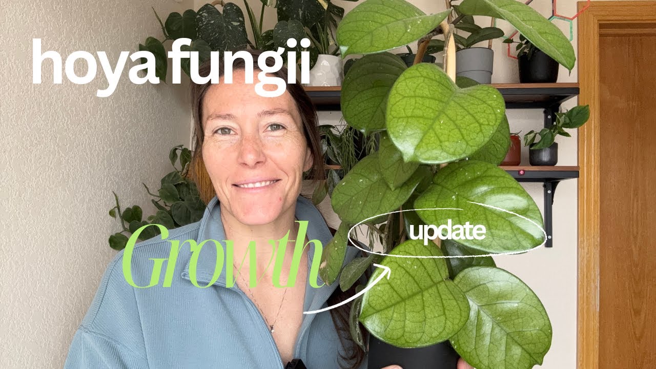 Post Mite Treatment Growth Update with Hoya Fungi