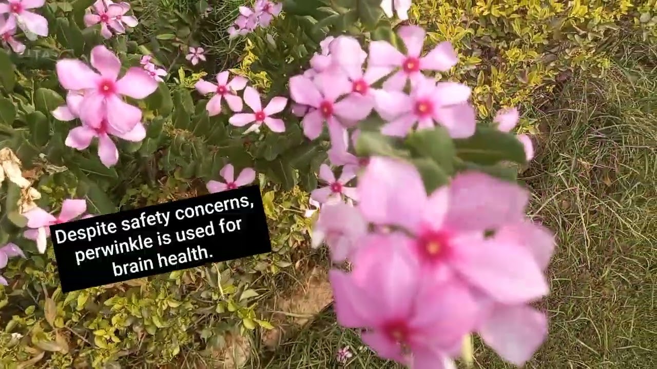 Treat BP and diabetes with Cathranthus roseus-Vinca rosea 