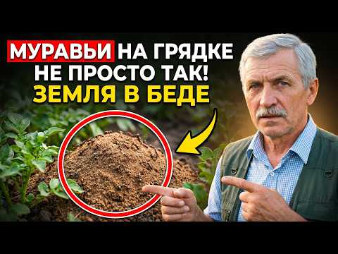 Муравьи на грядке не просто так. Они выдают то, что скрывает земля