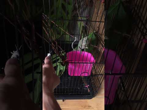 Reptiles Viral Animal Trend Trending Reptile Shortvideo Chameleon Veiledchameleon Fyp Fy 