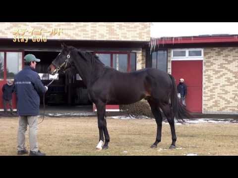 ステイゴールド Stay Gold 14 2 19 ブリーダーズ スタリオン ステーション種牡馬展示会14 Youtube