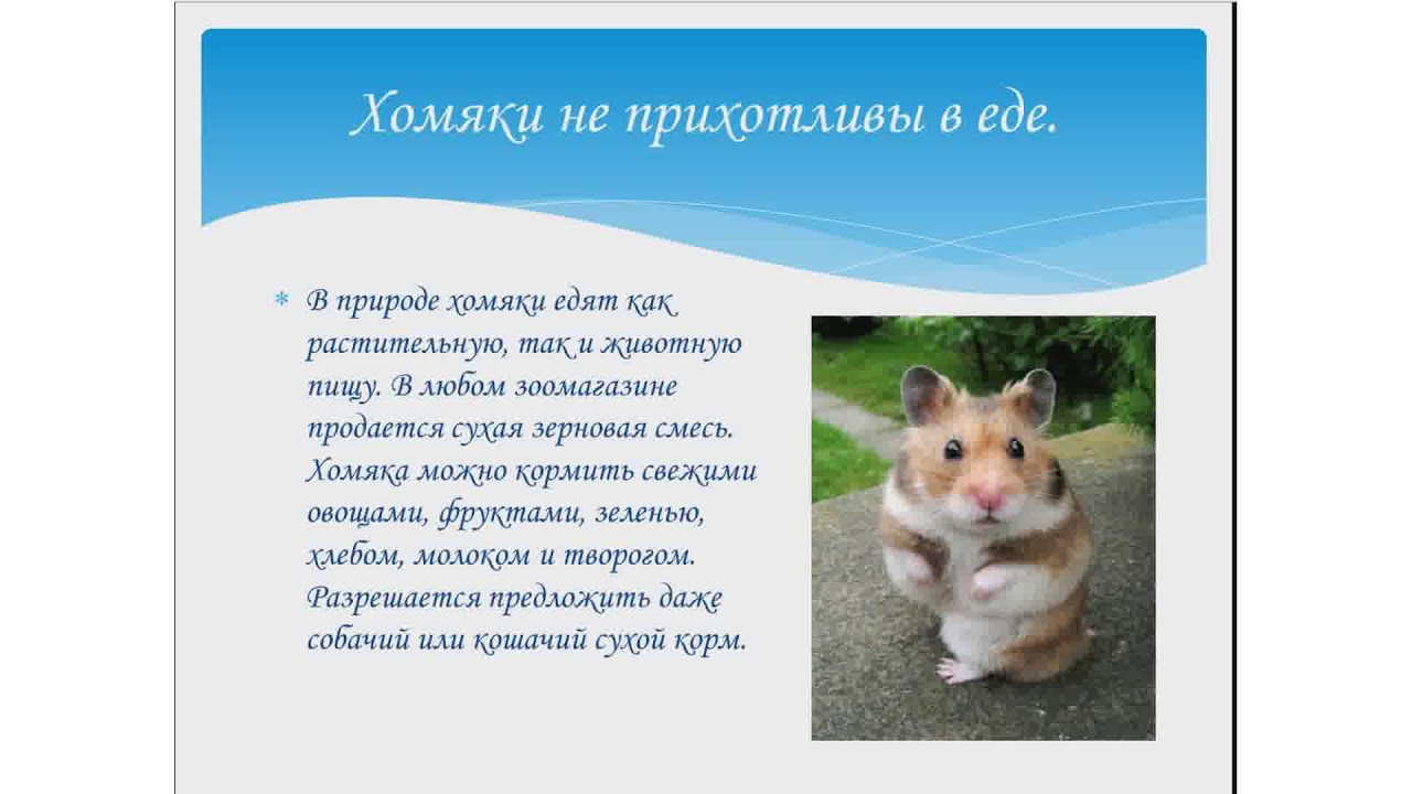 плюсы хомяков. завести хомяка. клетка для джунгарского хомяка. интересные факты о хомячках. стоит заводить хомяка.