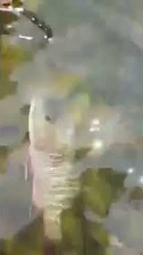 10402262 10201212389310722 330951436 n