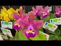 Visita 105° Exposição de Orquídeas AOSP