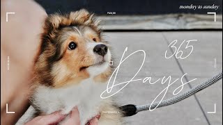 PUPPYHOOD | First Year with My Sheltie Puppy