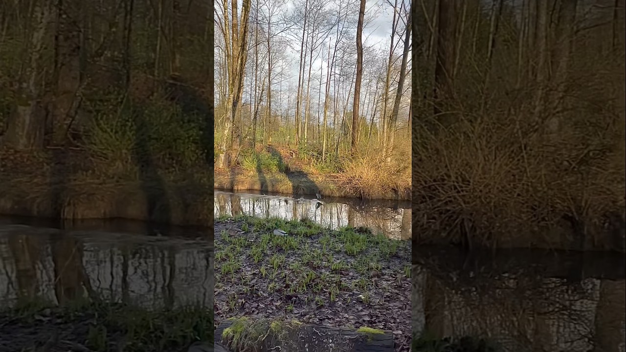 American Coot Can Run Really Fast Both on the Water and on the Ground! Watch Out, Ducks! 👀🦆