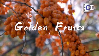 Wanna try this sea buckthorn beverage? Sour but immunity-boosting! | China Documentary