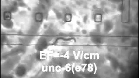 Electrotaxis of worms in a microfluidic device