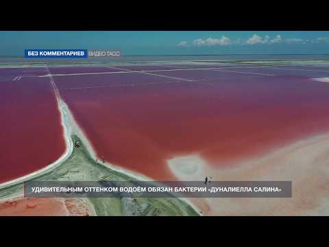 Розовое озеро Сасык-Сиваш в Крыму
