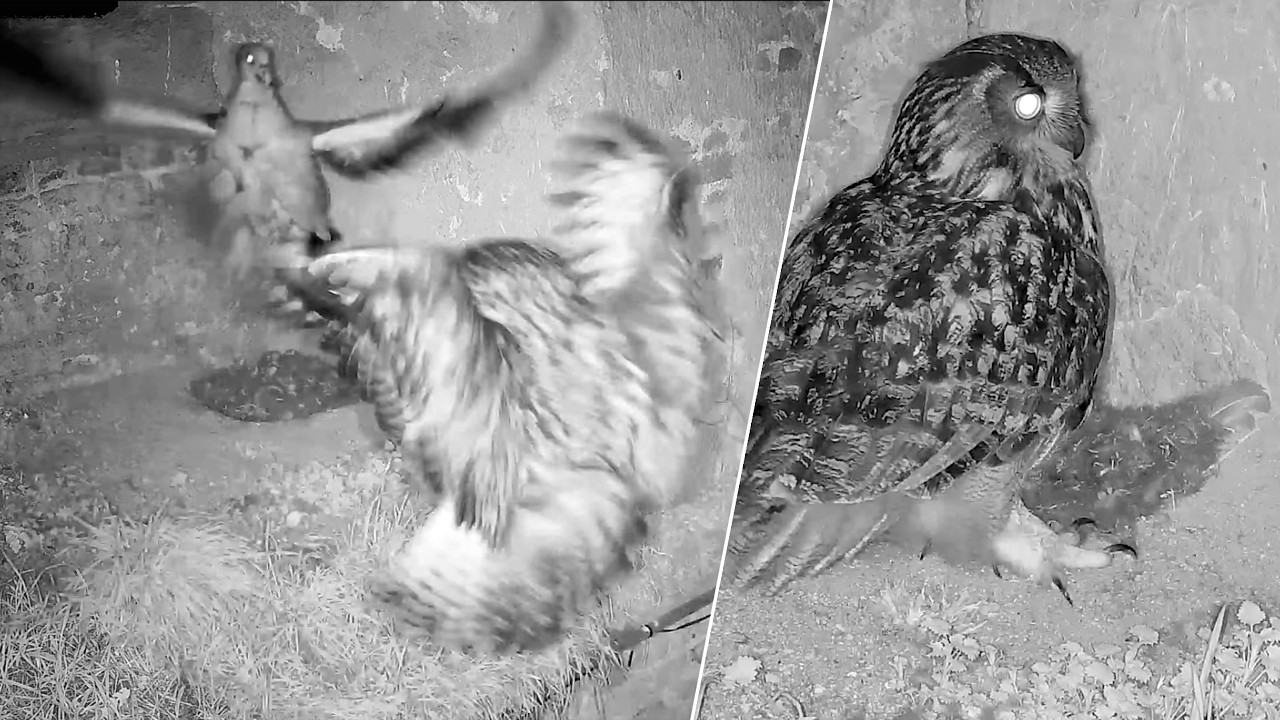 04.–05.03.2026: Was sucht Isolde im Nachbarnest?