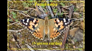 Репейница (Vanessa cardui)