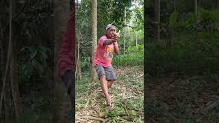 king eagle #funny #gudanghiburan #animals #comedy #hiburanrakya #hiburansegar #wildanimals