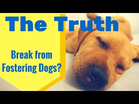 break-from-fostering-|-bachelorette-|-truth-of-fostering-a-puppy