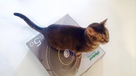 Korg SQ1 + Volca Keys + Bass & Boss DD7 experiment.