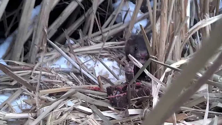 Big Buck mink caught caught in a weasel trap! - DayDayNews