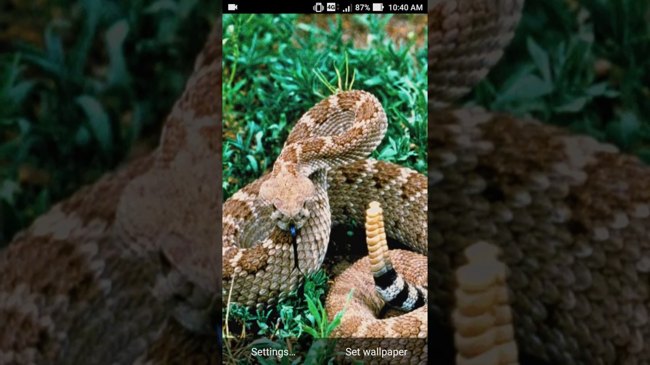 Rattlesnakes Background Images HD Pictures and Wallpaper For Free Download   Pngtree