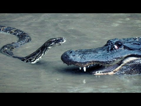 Python vs Alligator 16 -- Real Fight -- Python attacks Alligator