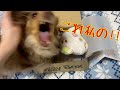 【爆笑】開封しようとしたら犬がガチギレしました チワックスれあ