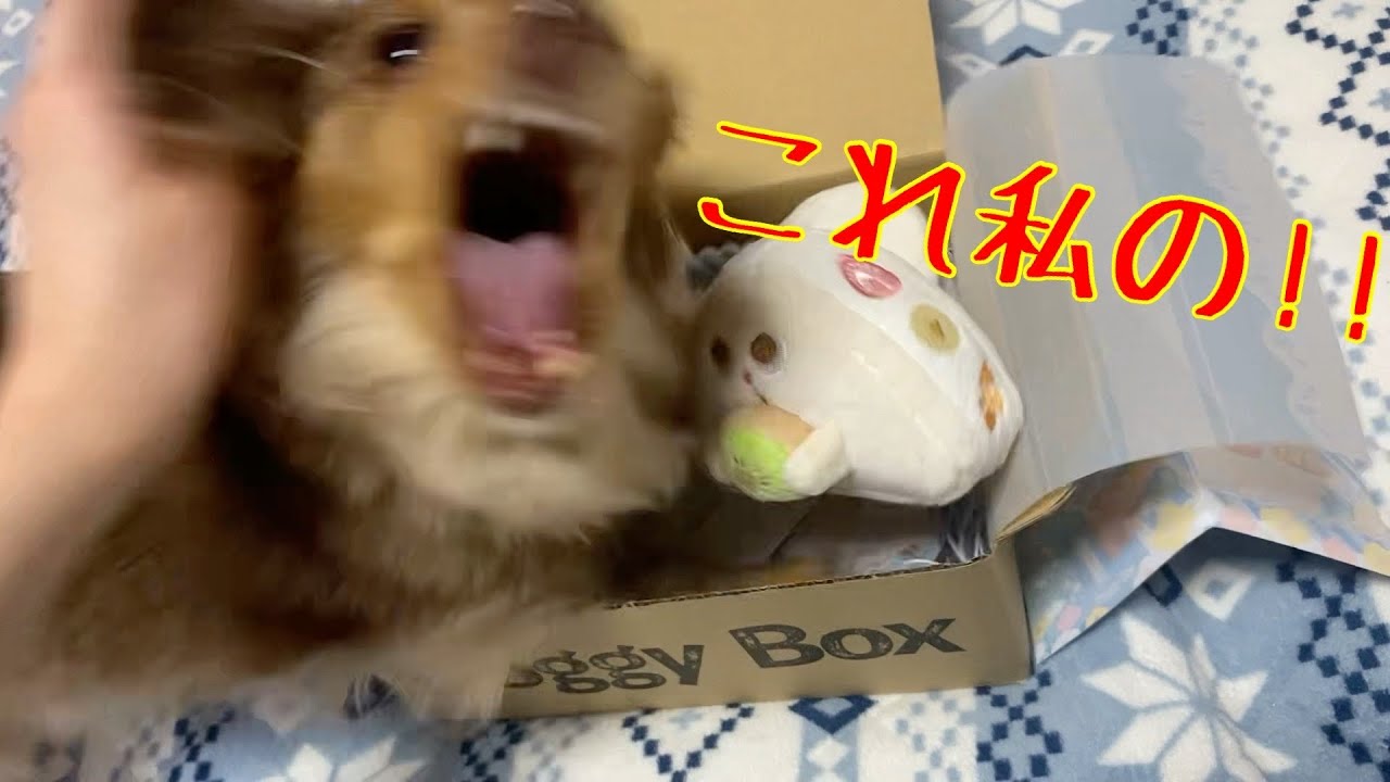 【爆笑】開封しようとしたら犬がガチギレしました チワックスれあ