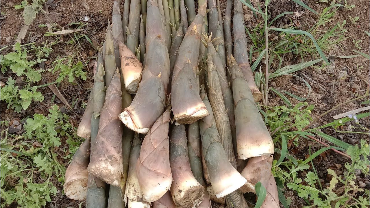 ฝั่งนี้ก็ออก‼️หน่อไม้ บ.ห้วยคอม อ.เซกา จ.บึงกาฬ