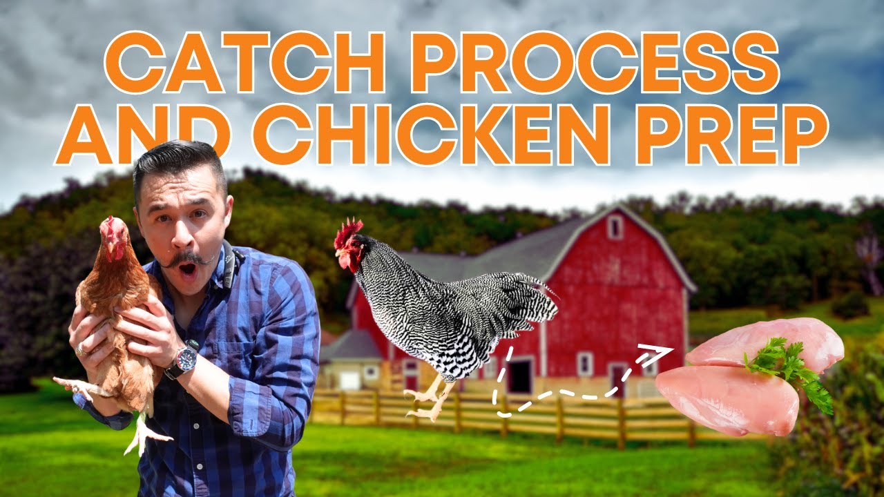 Как разделать и обработать курицу для начинающих | Самый простой способ