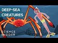 The Most Terrifying Creatures Of The Deep Sea