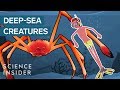 Deep Sea Creatures Quiz
