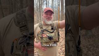 Most People Misread Crooked Trees