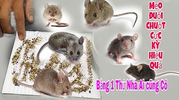 Mẹo Đuổi Chuột Ra Khỏi Nhà Cực Kỳ Hiệu Quả Ít Người Biết Cách Này