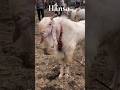 hansa ♥️ #youtubeshorts #goat #trending #tiktok #youtubevideo #viralvideo #viralshorts #bakra#love