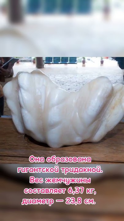 Гигантская жемчужина #жемчужина #море #природа #интересно #знания # ...