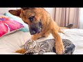 What does a German Shepherd do when a Cat ignores him