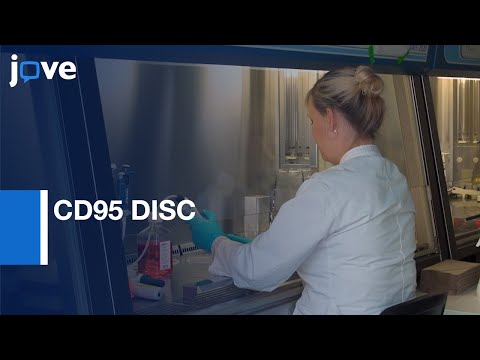 CD95 DISC Composition and Procaspase-8 Processing Analysis | Protocol Preview