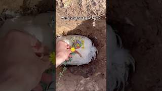 Thumbnail for Funerary Process For My Pet Chicken #shorts #chickens #funereal #rubbereggs #hope