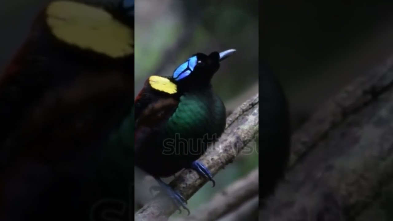 "The Most Colorful Bird on Earth 🌈 | Wilson’s Bird of Paradise"