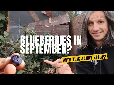 Extending Blueberry Season with Shade: Full Experiment & Results