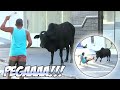 Pega o Bicho 😂 A Saga do Boi Preto 🐂