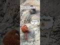 Plushie Mom no more #macaquemonkey #shorts #shortsyoutube #short #shortvideo #shortsfeed