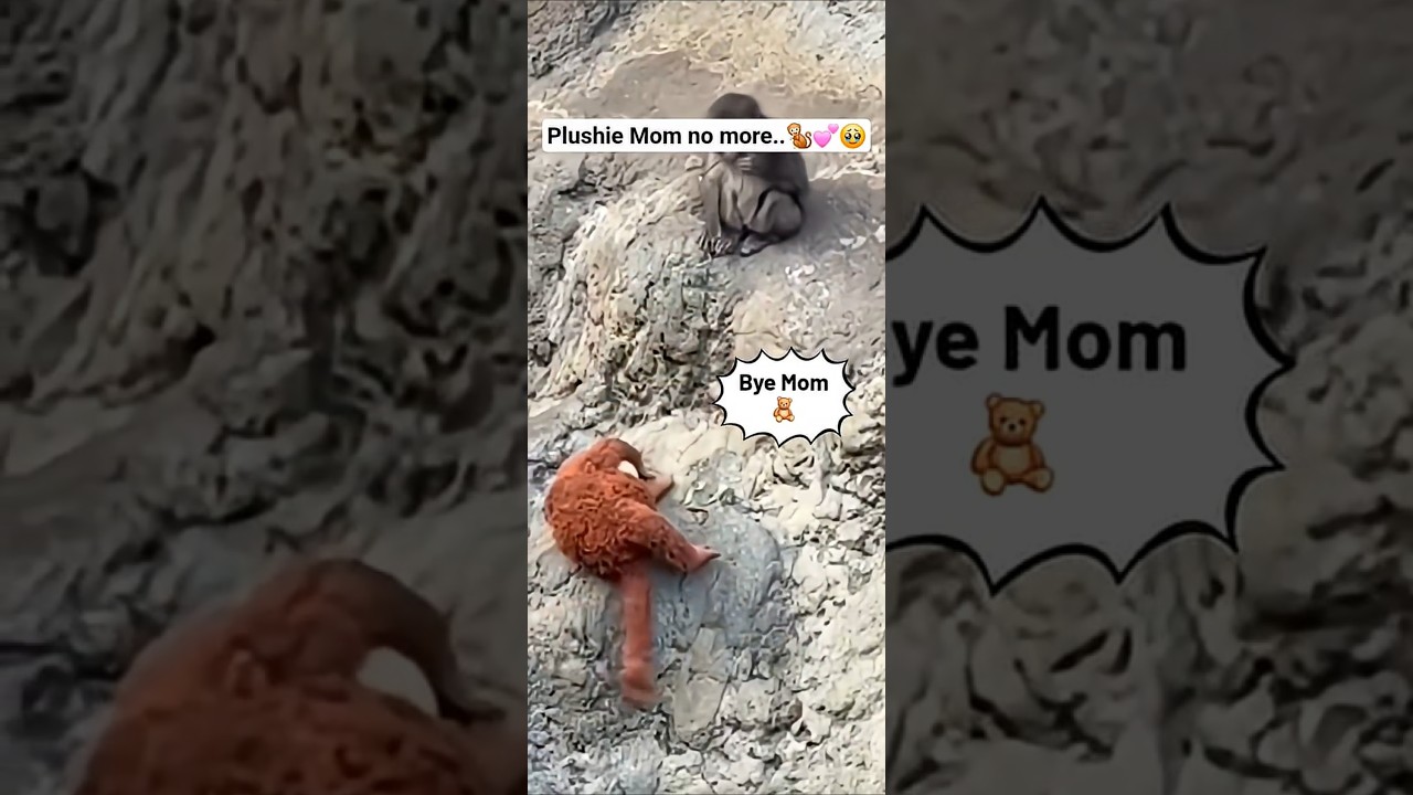 Plushie Mom no more #macaquemonkey #shorts #shortsyoutube #short #shortvideo #shortsfeed