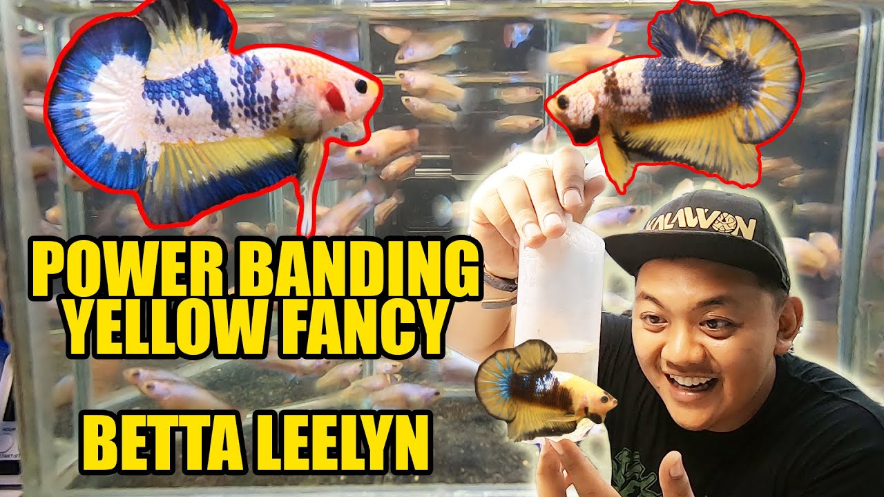 PERGGHHHH YELLOW FANCY OUR LOCAL PRIDE [BETTA LEELYN]