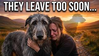 Scottish Deerhound: The Heartbreak Breed Nobody Warns You About