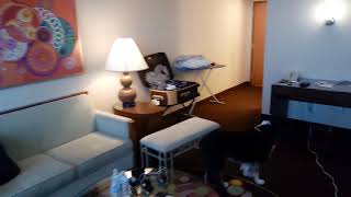 Rio Hotel Las Vegas Pet Friendly Room