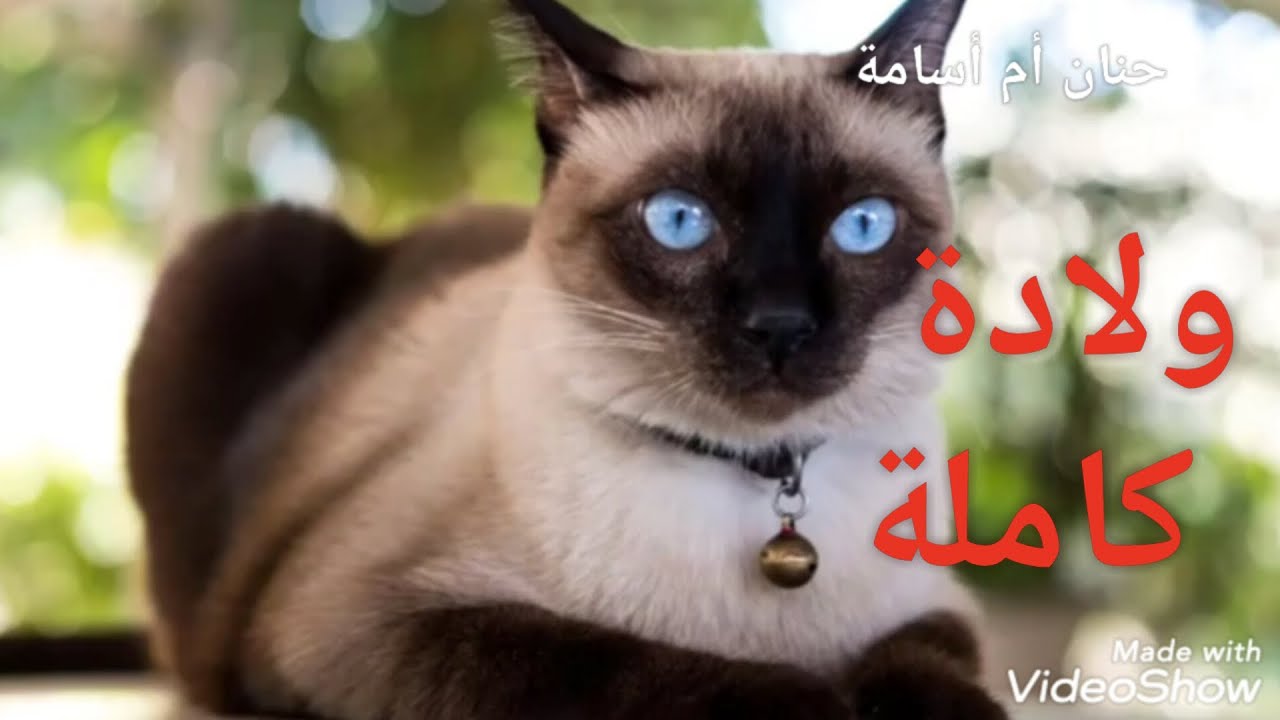 مراحل حمل القطط بالصور سواح برس