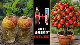 Information How to Grow Apple Tree from Apple Fruit | Unique Hybrid Red & Green Apple Plant in Water Update
